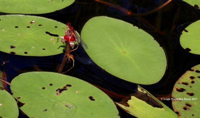 m-orange bluets on water shield 1
