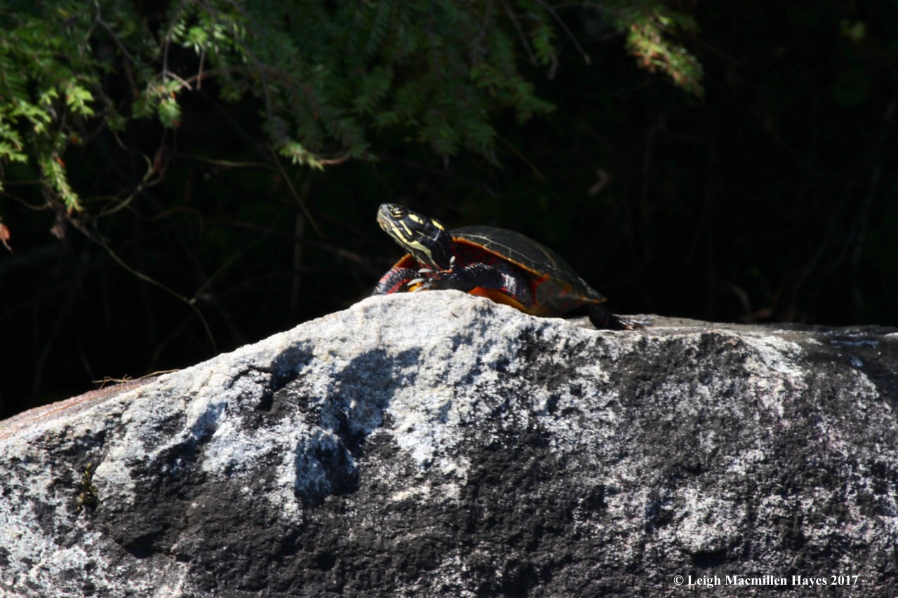 m-painted turtle
