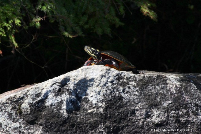m-painted turtle