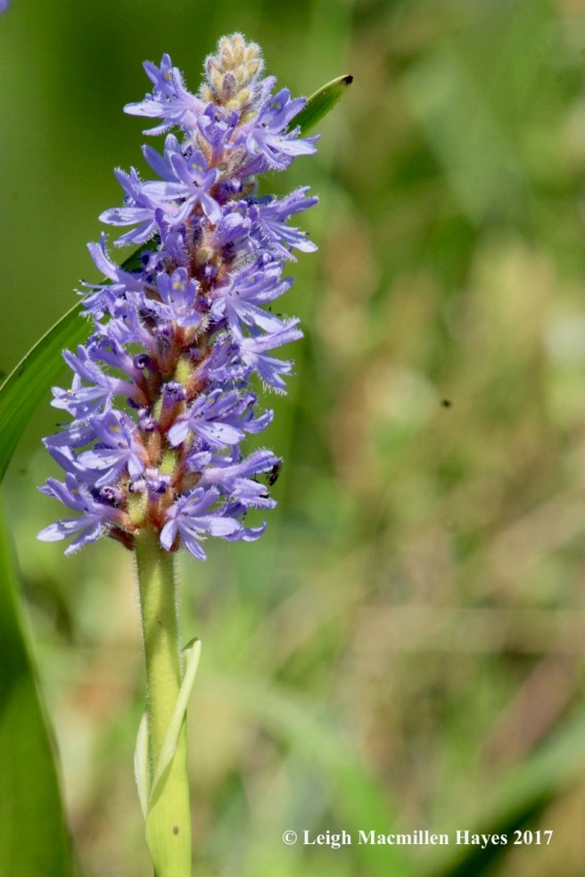 m-pickerel weed 3