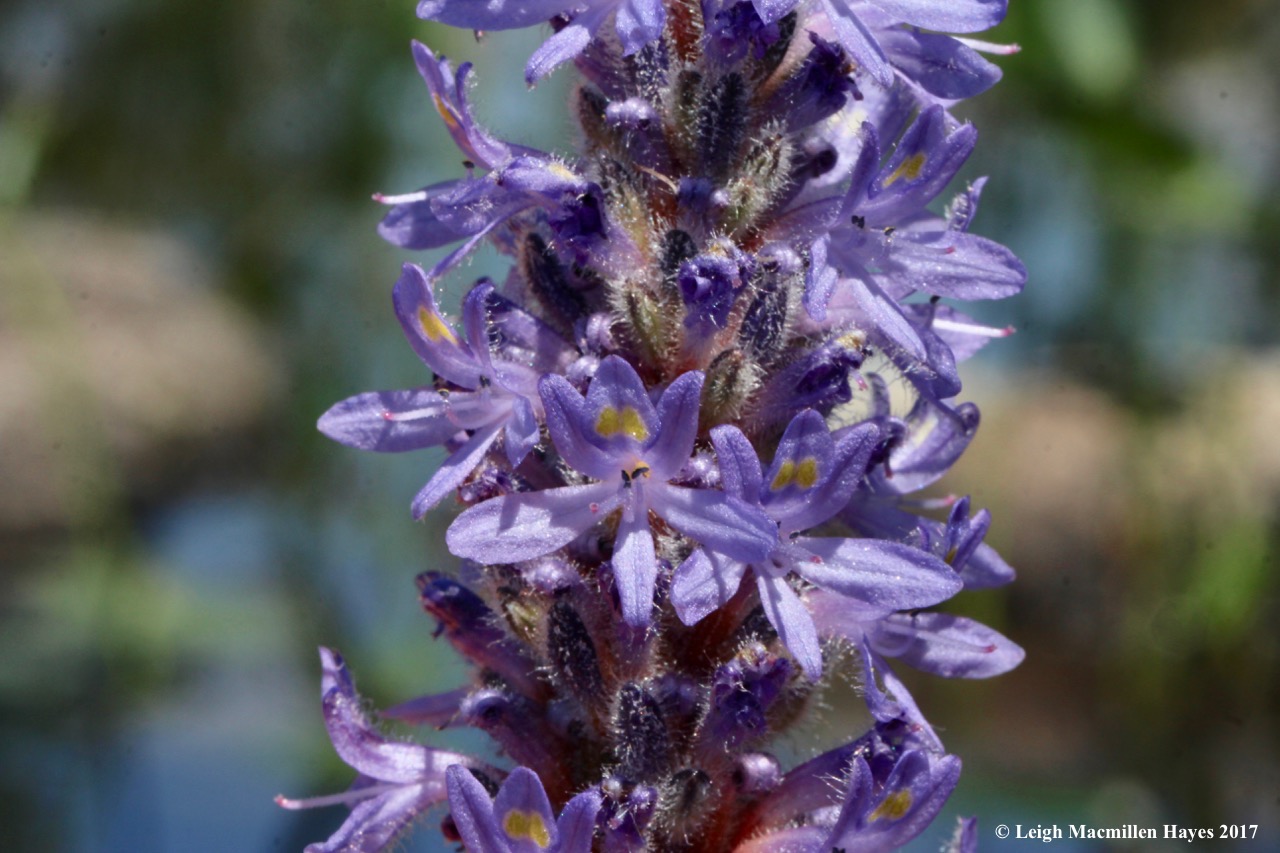 m-pickerel weed