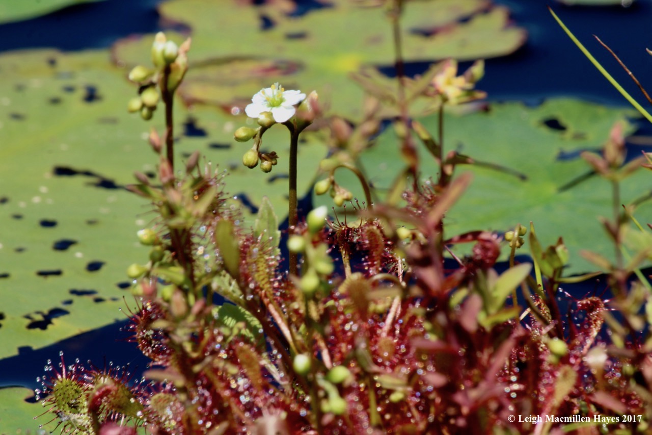 m-spatulate--leaved sundew flower