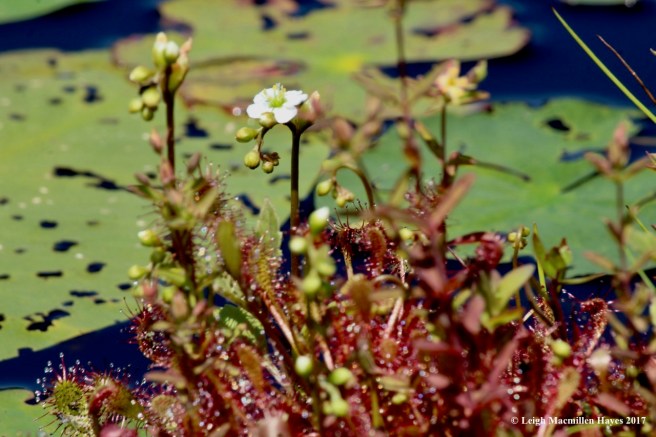 m-spatulate--leaved sundew flower