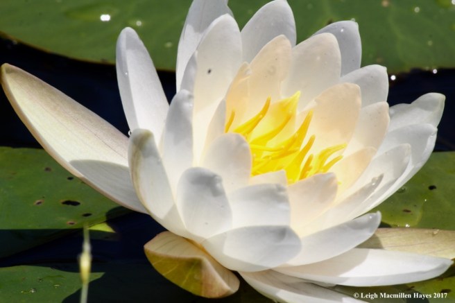 m-sweet-scented water lily