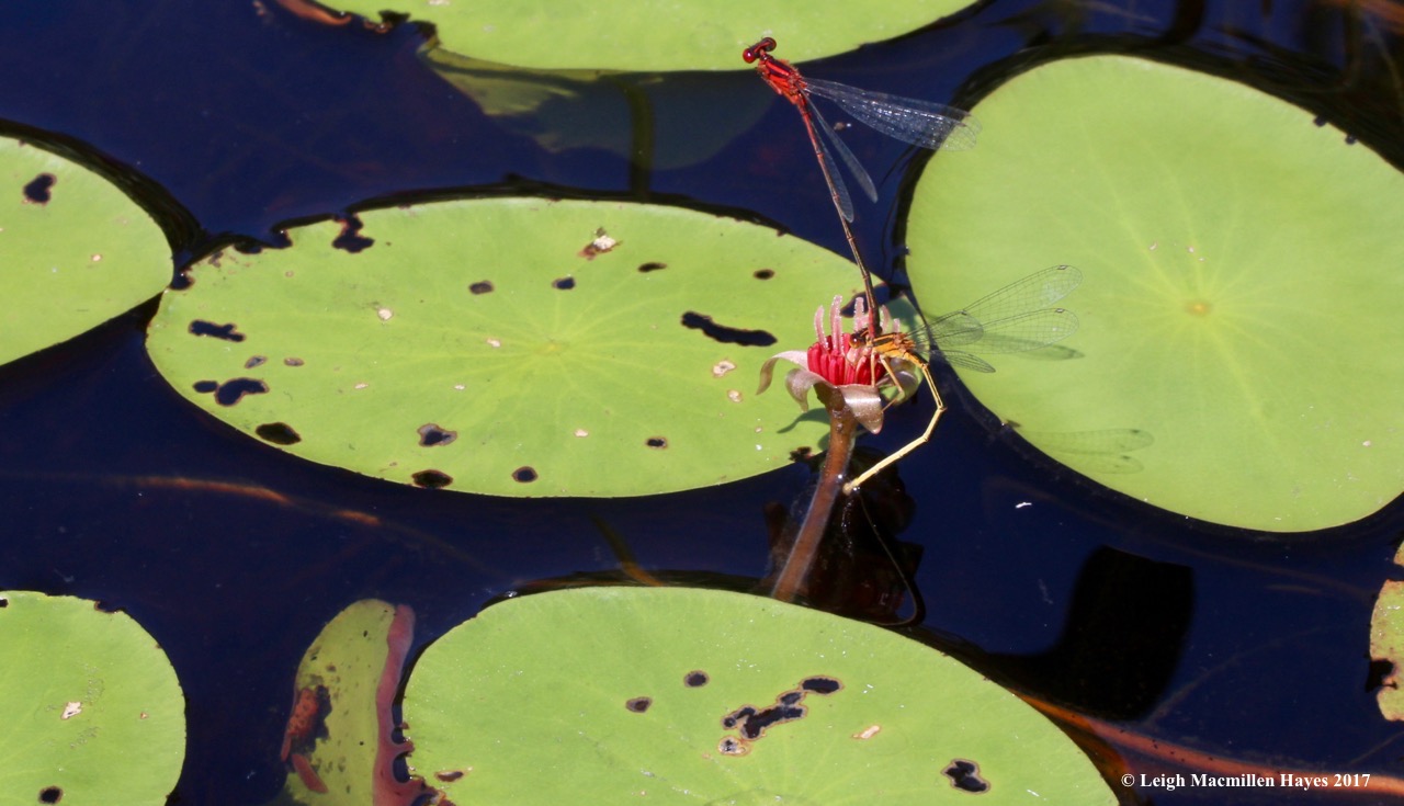 m-water shield and orange bluets 2