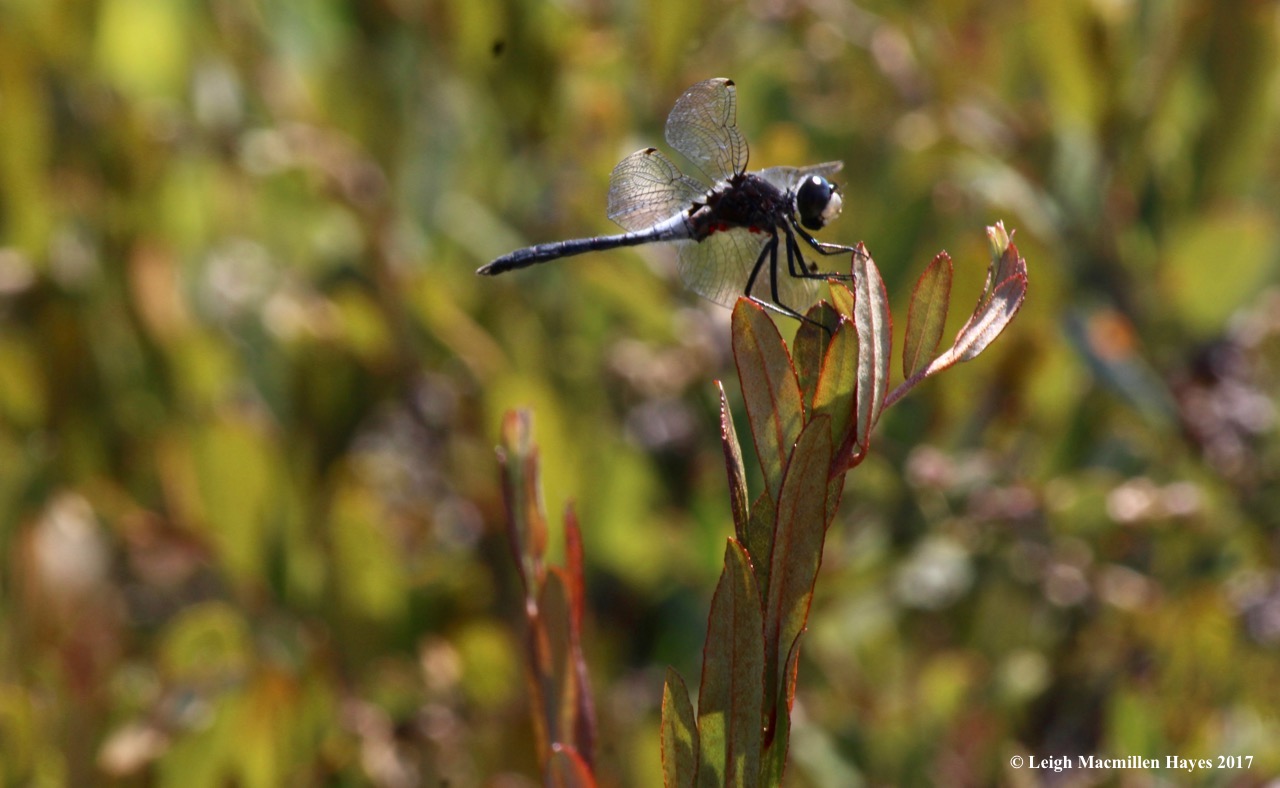 m-white face on leatherleaf 1