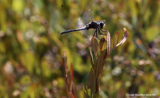 m-white face on leatherleaf 1