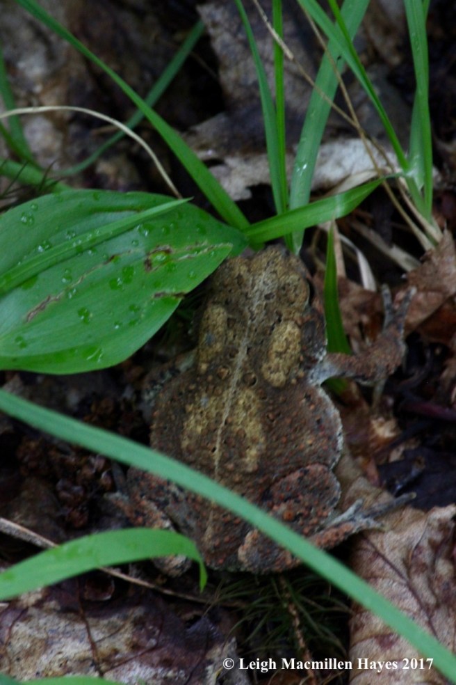 p-American toad