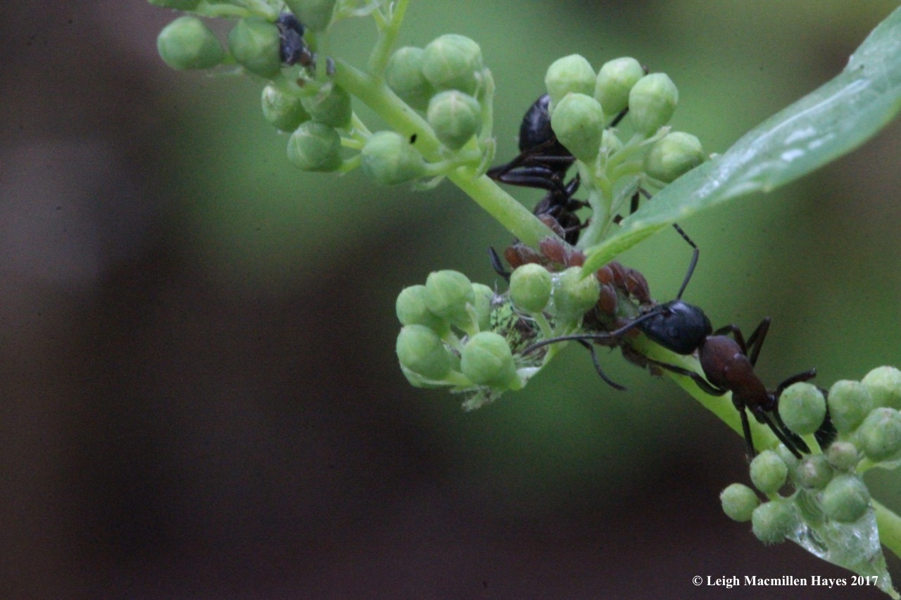 p-ants farming aphids