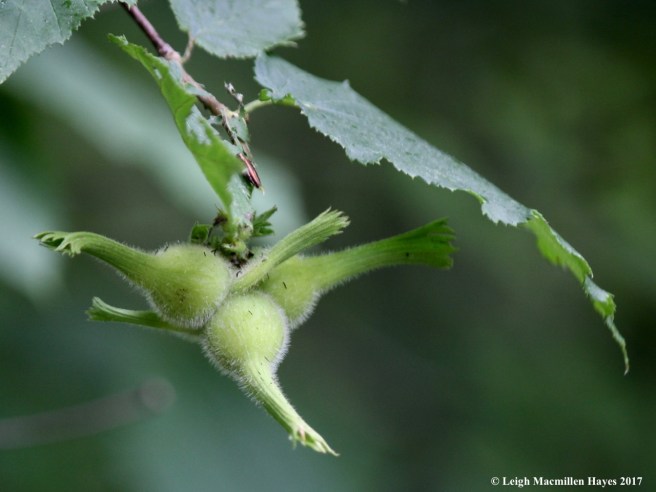 p-beaked hazelnuts 2