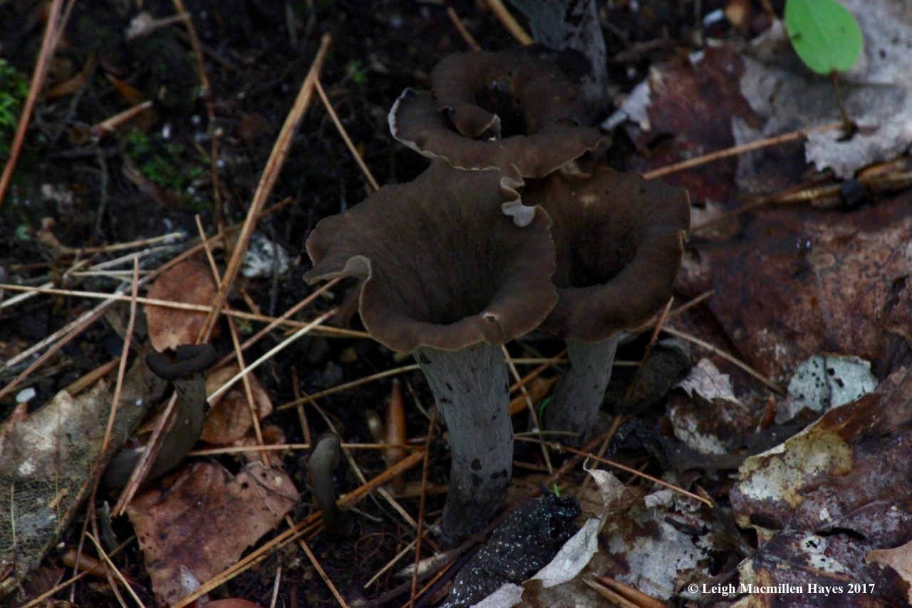 p-black trumpet Craterellus fallax
