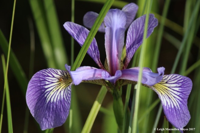 p-blue flag iris with hoverfly