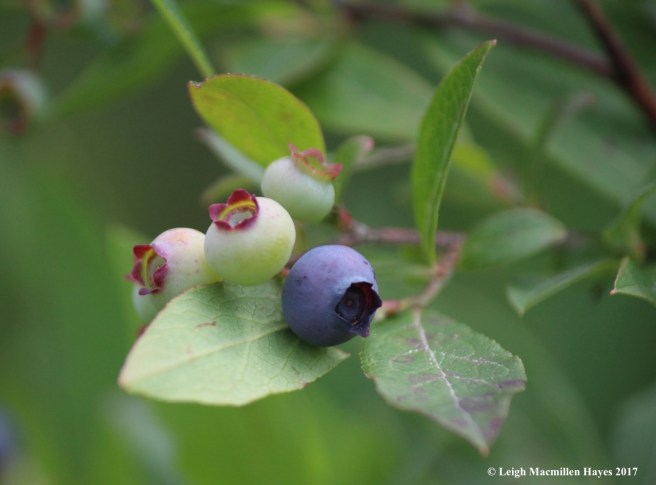 p-blueberries ripening