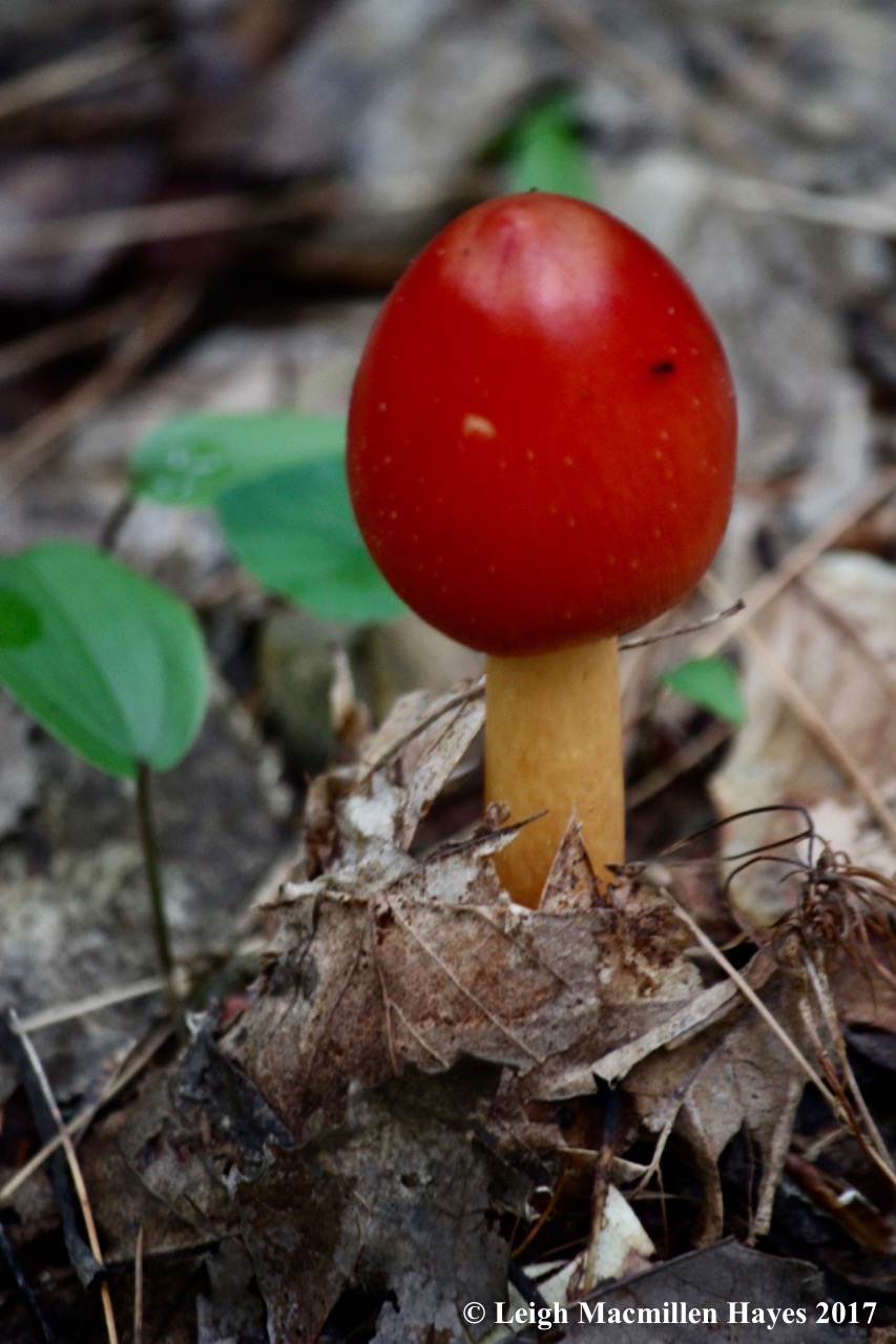 p-caesar's mushroom 1