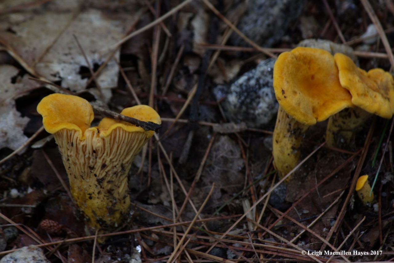 p-chanterelles 1