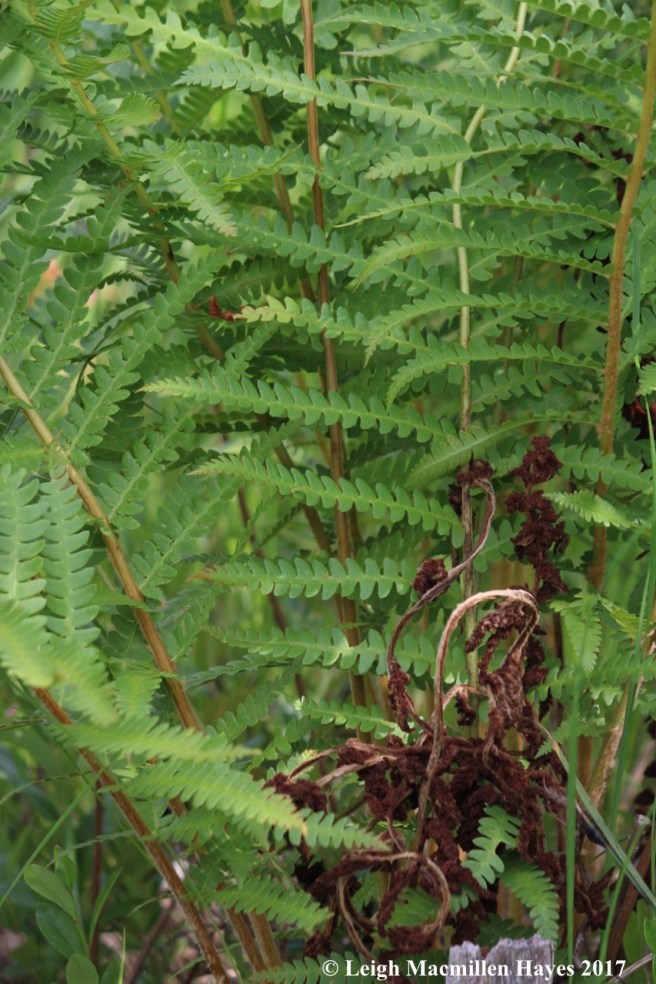 p-cinnamon fern