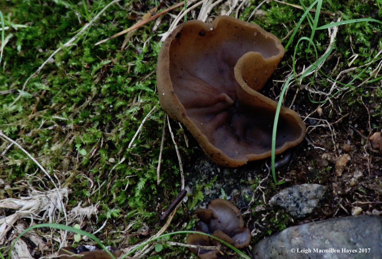 p-common brown cup, Peziza varia