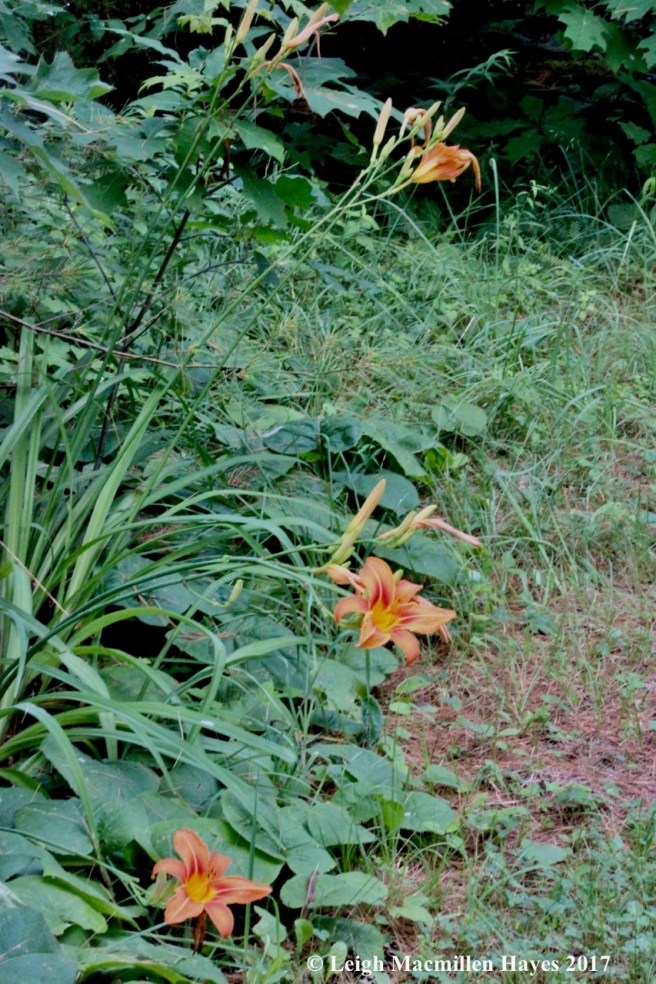 p-daylilies