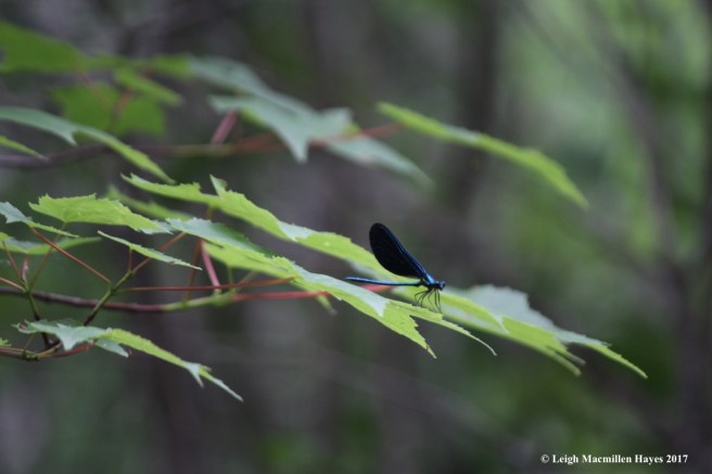 p-ebony jewelwing