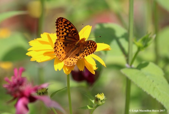 p-fritillary on coreopsis