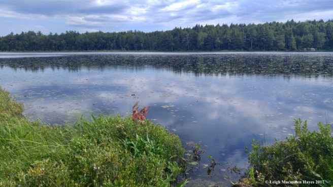 p-Holt Pond to the south