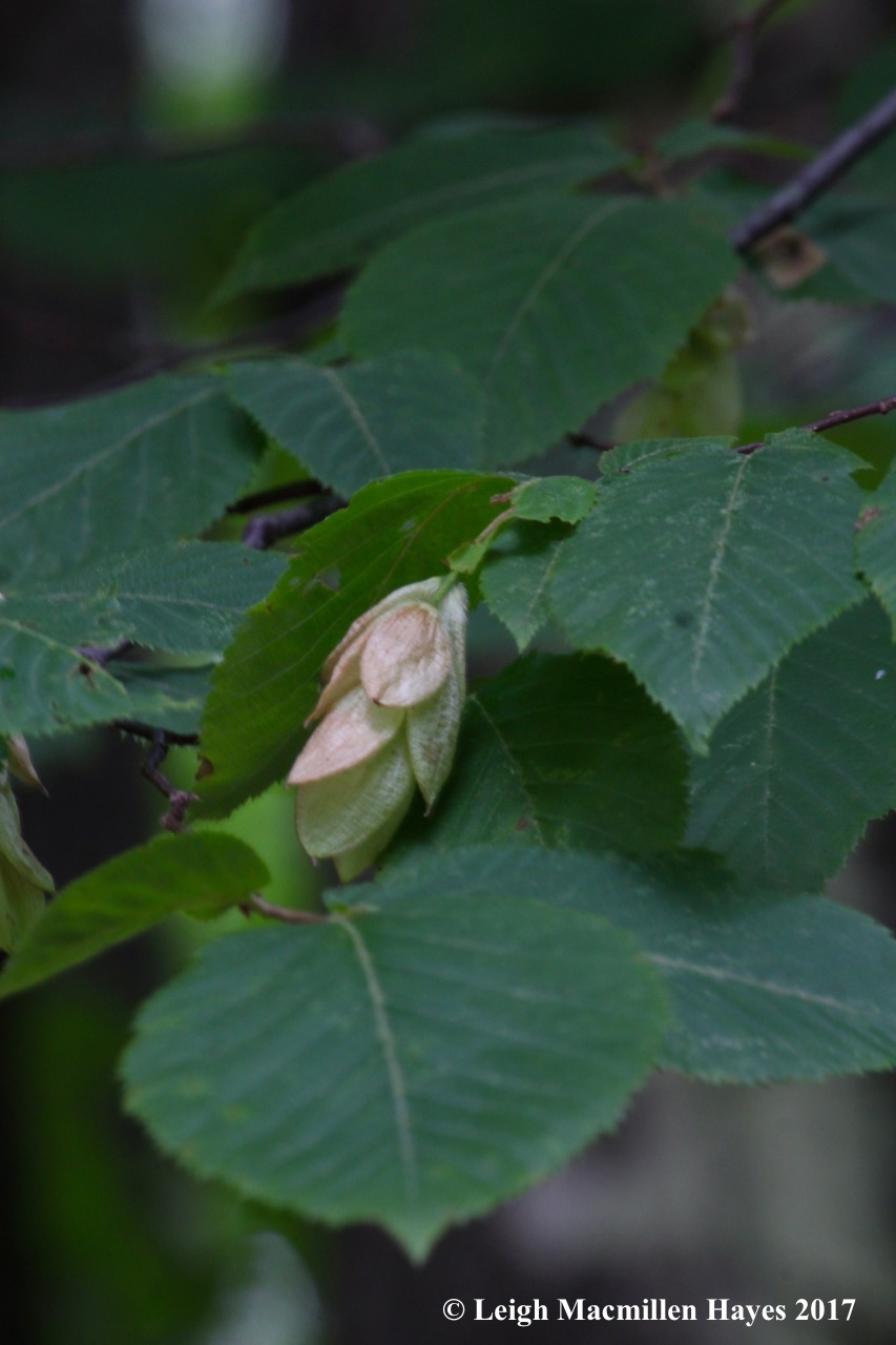 p-hops on hop hornbeam