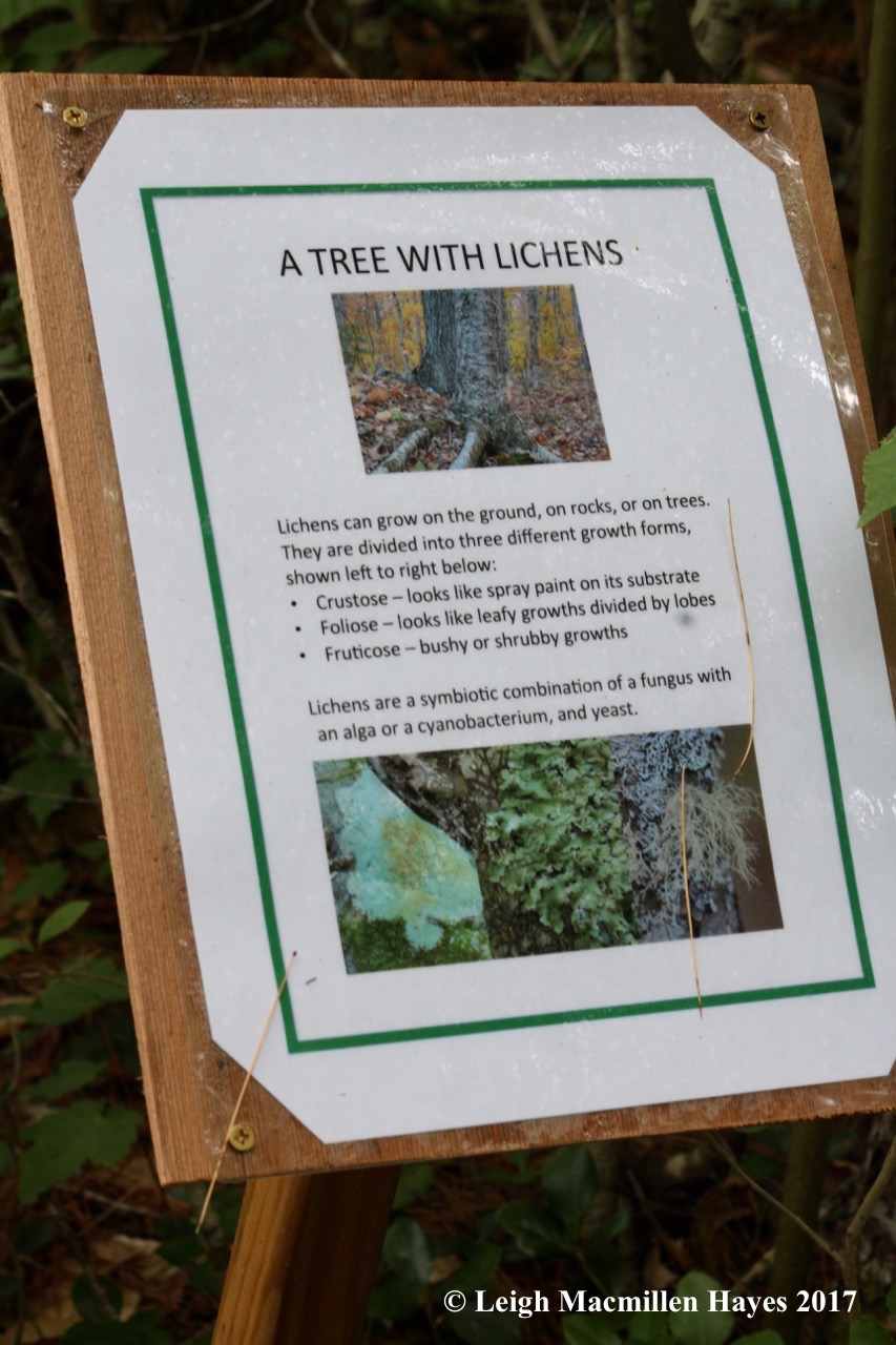 p-lichen sign