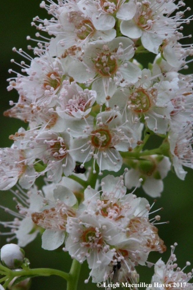 p-meadowsweet flowers