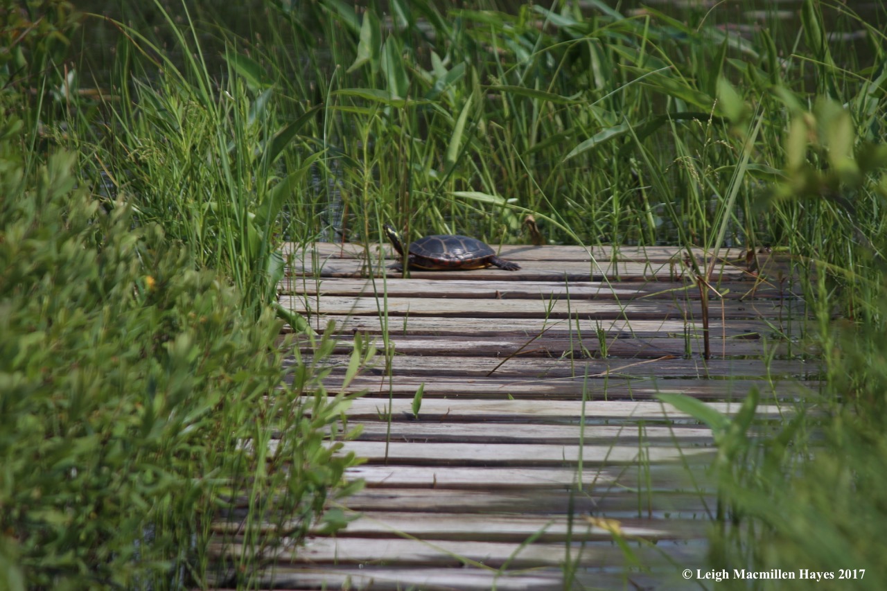 p-painted turtle by Muddy River