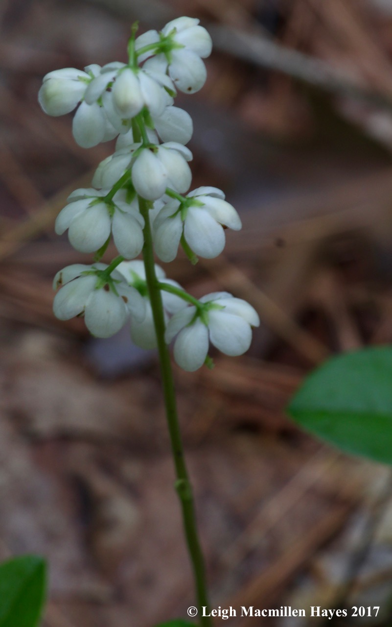 p-pyrola flowers 2