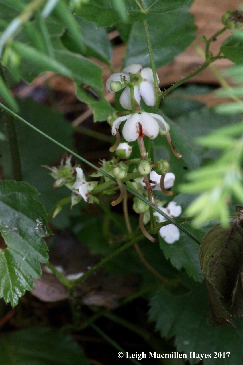 p-pyrola