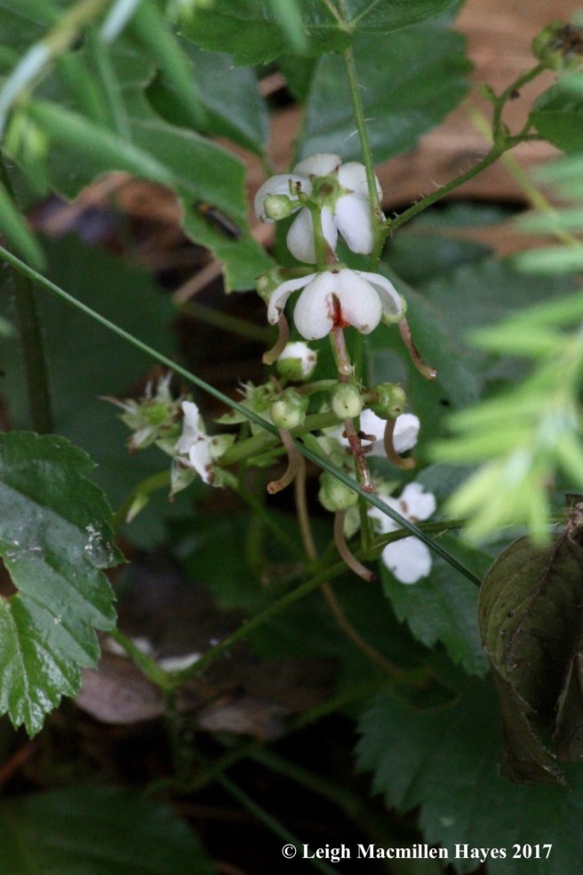 p-pyrola