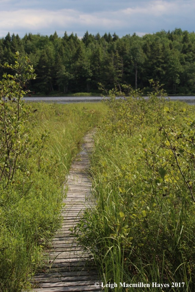 p-quaking bog boardwalk