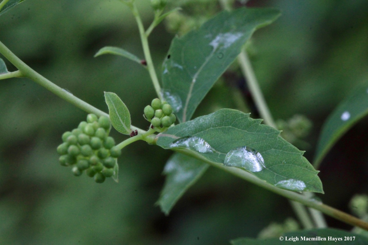 p-raindrop reflections