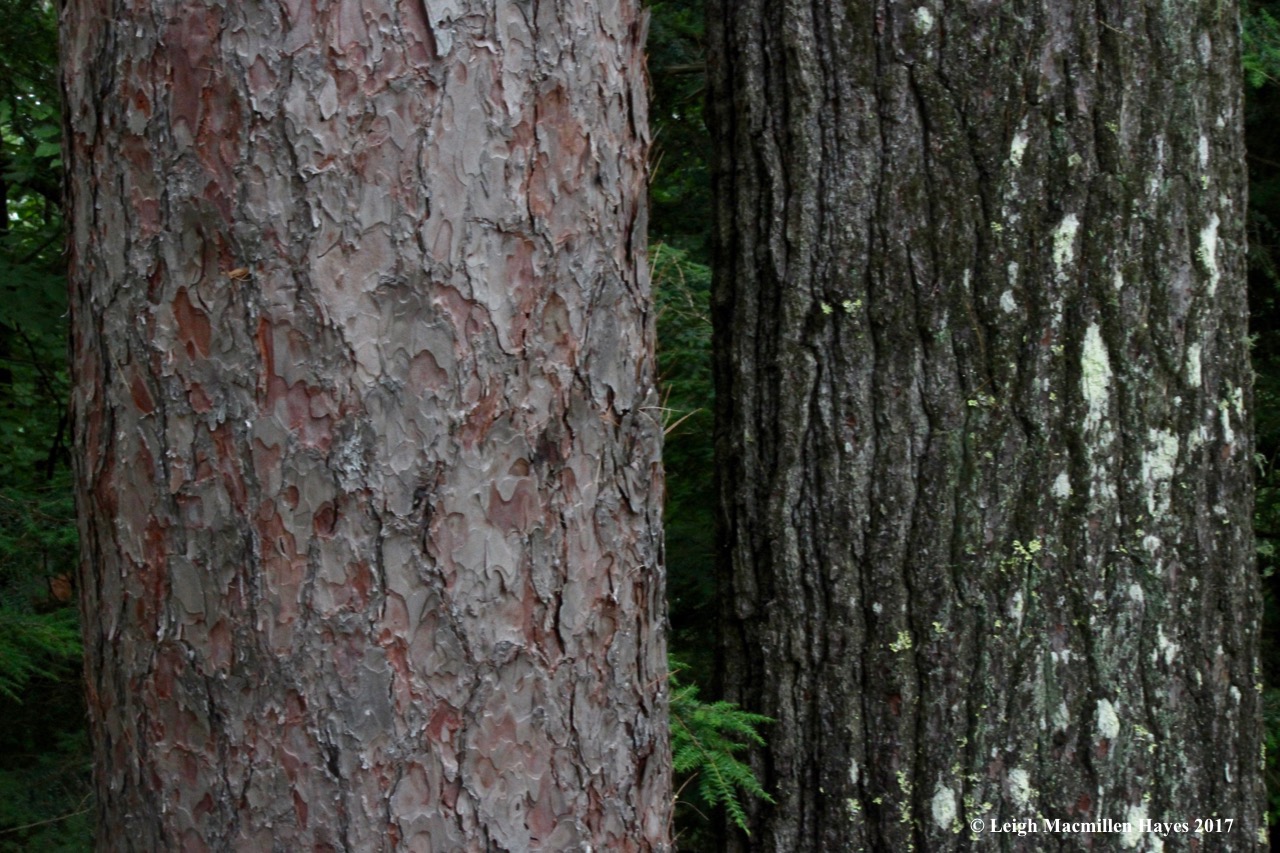 p-red and white pines