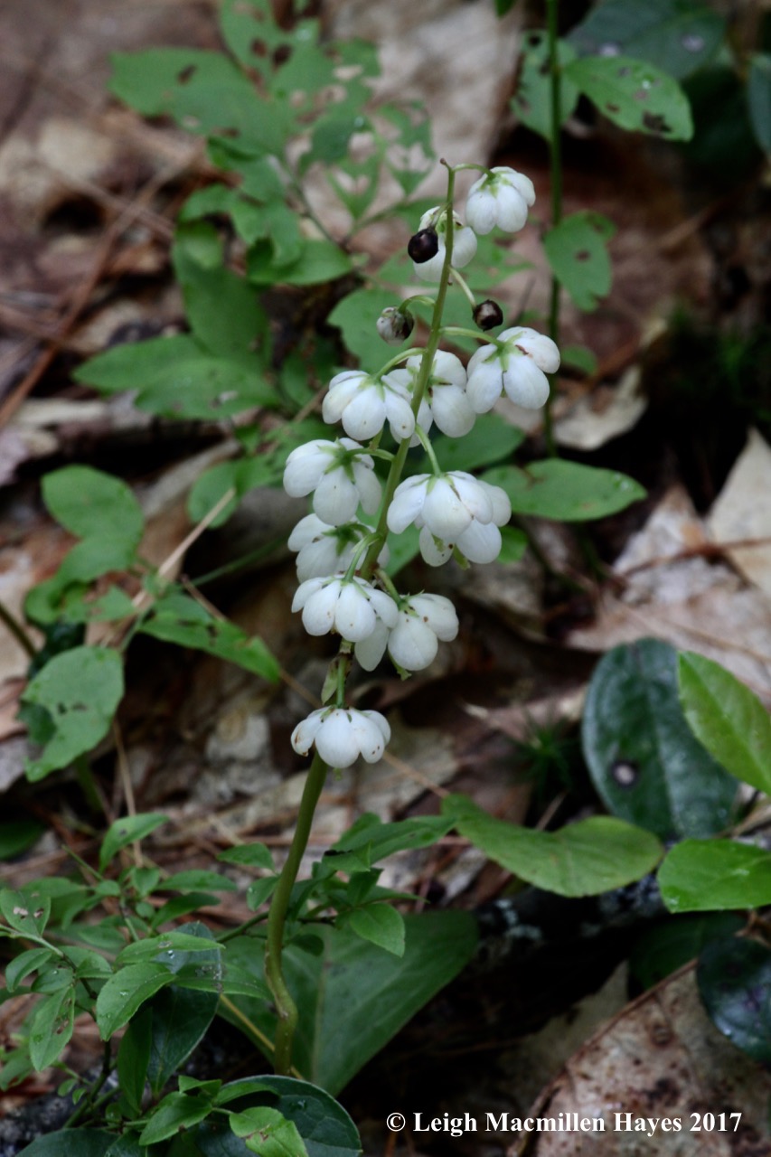 p-round-leaf pyrola 3
