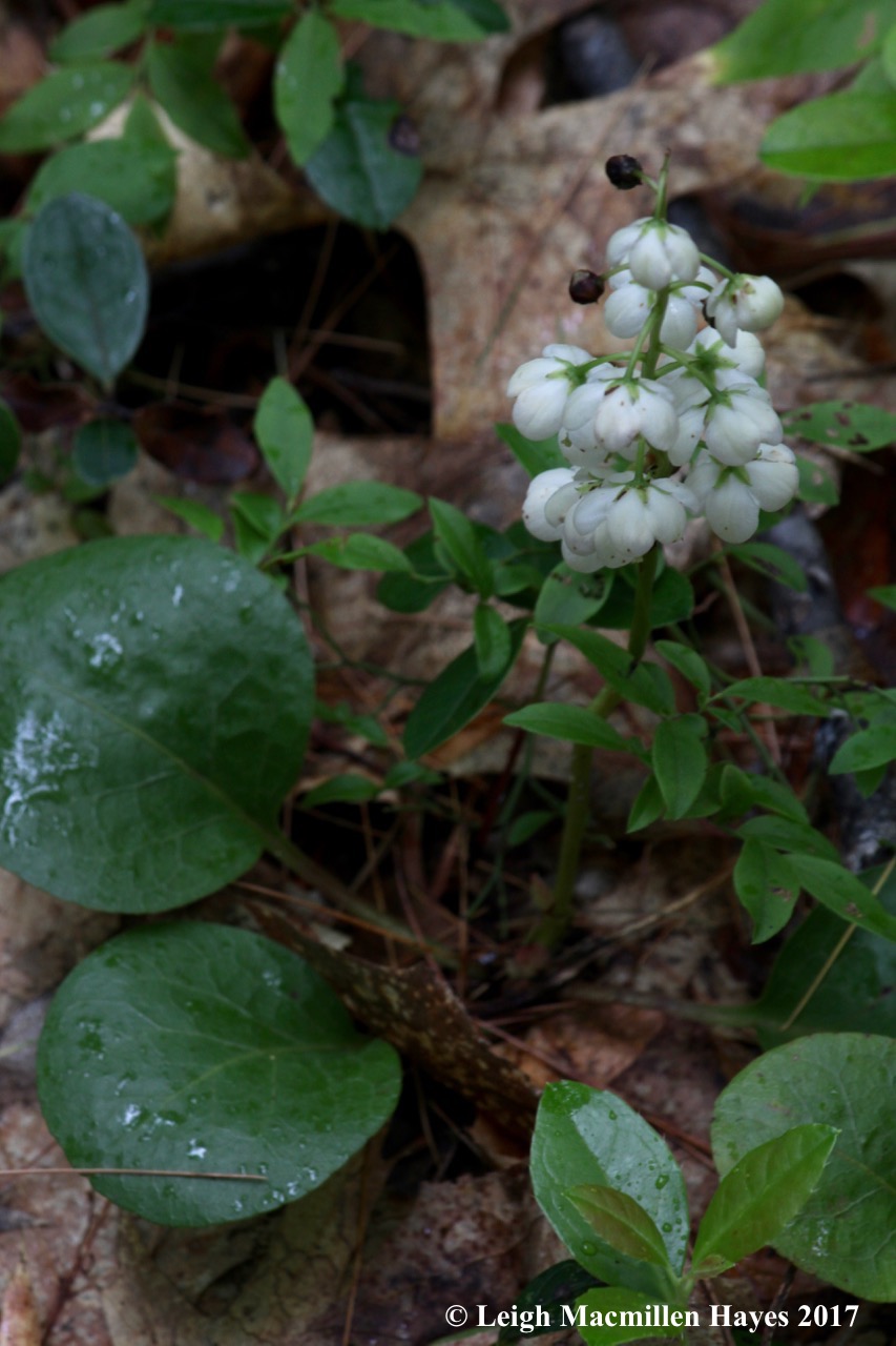 p-round-leaf pyrola1
