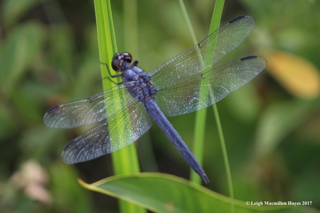 p-slaty skimmer1