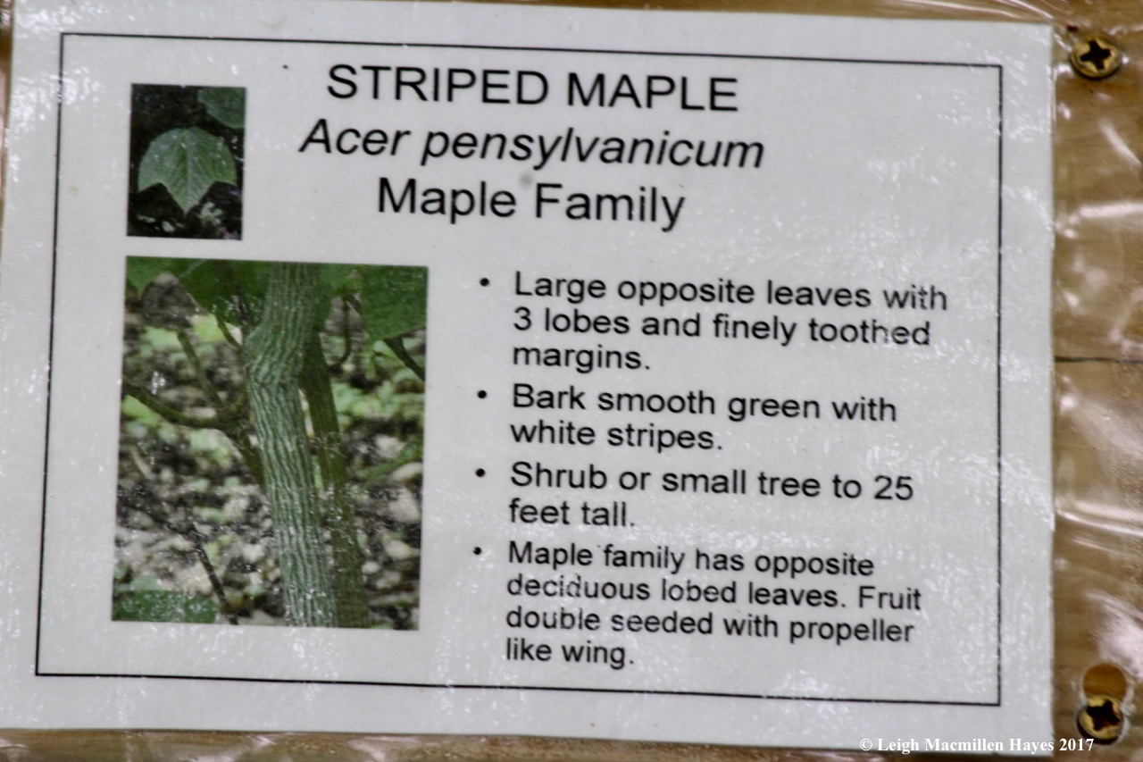p-striped maple sign