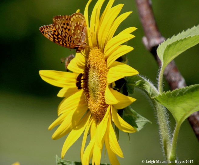 p-sunflower sweethearts