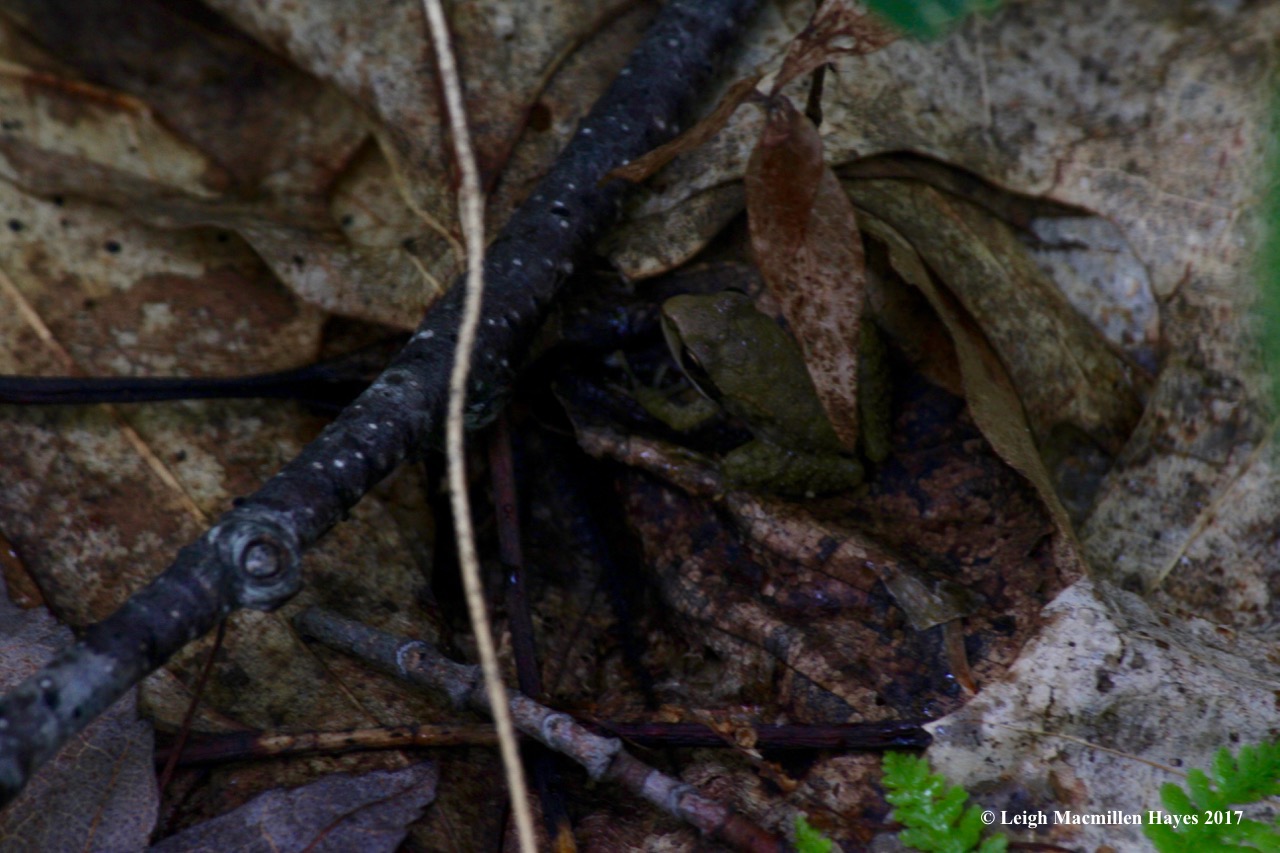 p-young wood frog hiding under starflower leaf