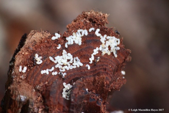 w-ant pupa in heart shape