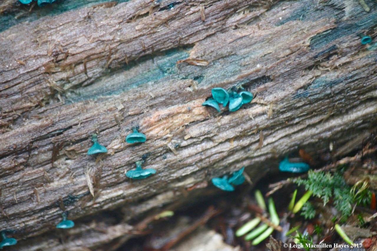 w-green stain fruiting