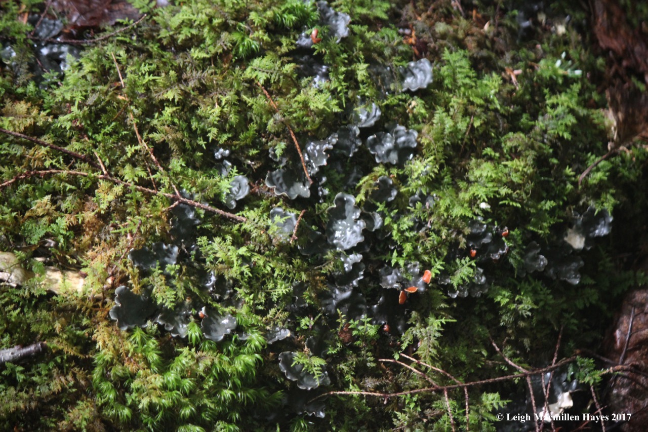 w-many fruited pelt lichen