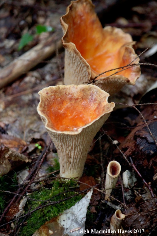 w-scaly vase chanterelle