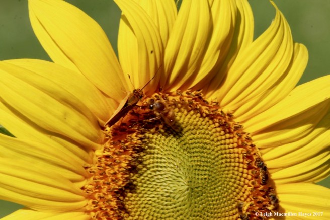 y7-peace in the face of others