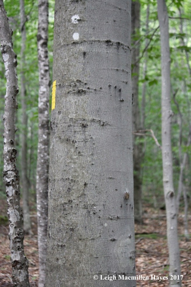 b-bear tree on way down