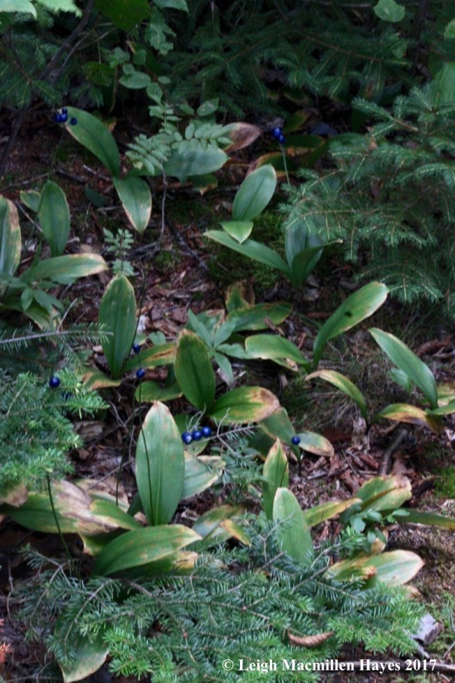 b-summit blue bead garden