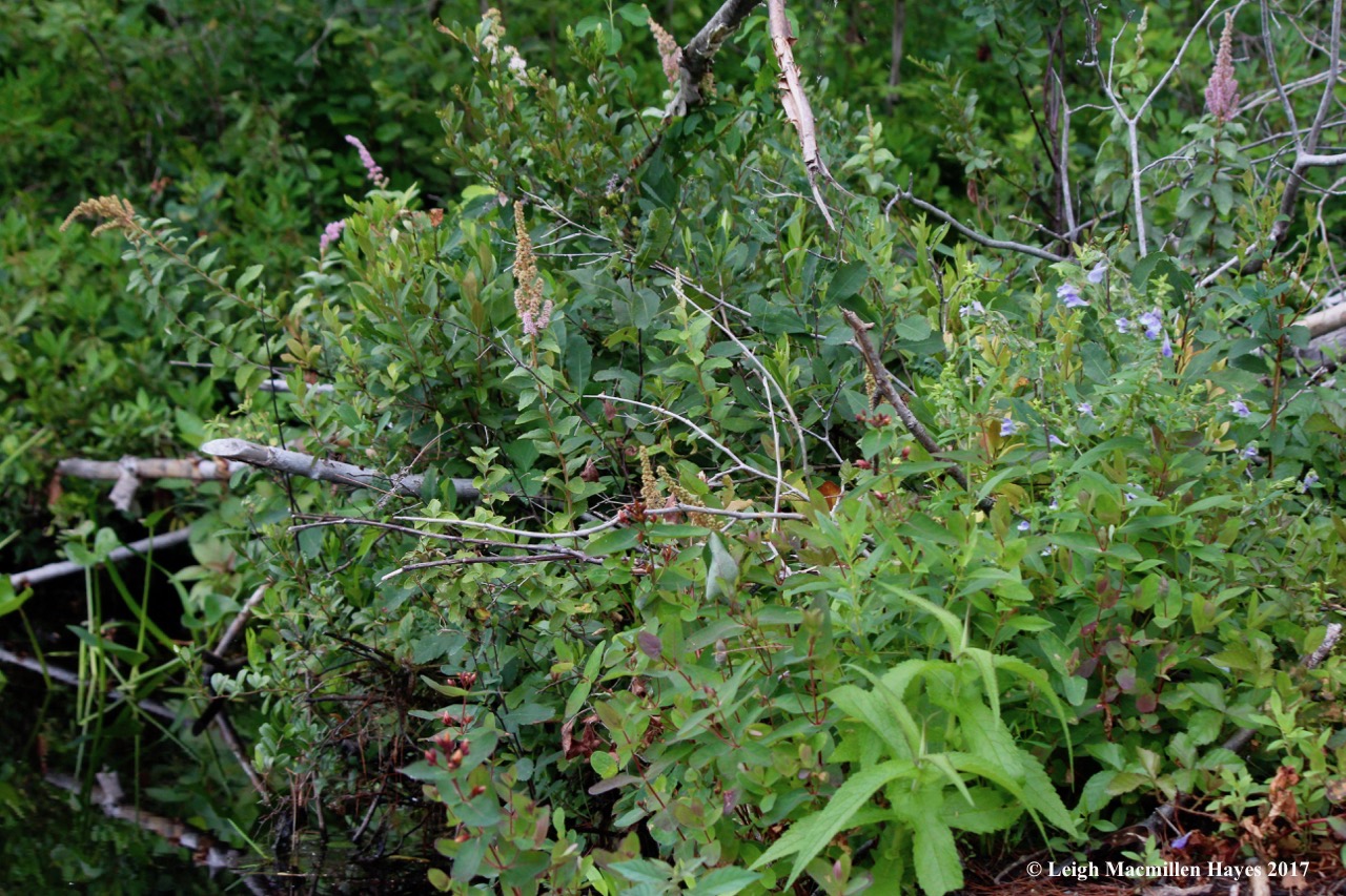 c-beaver lodge garden
