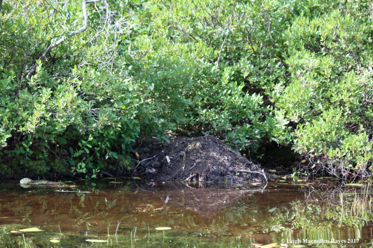 c-beaver scent mound